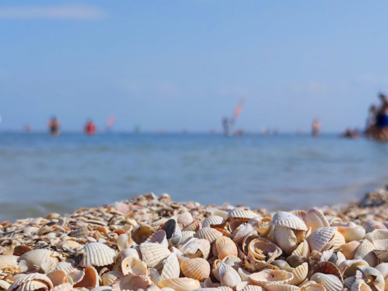 В Ейске есть классные ракушечные пляжи