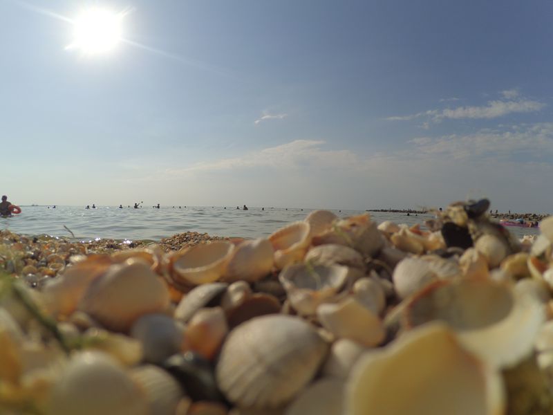 Любите ракушки - здесь их в достатке